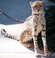 cheetah