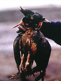 Oiled bird