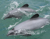 dolphins