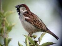 house sparrow