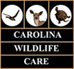 carolina wildlife care