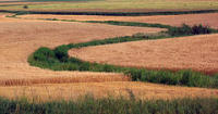 Wetland