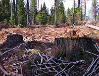 tree cutting