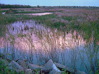 Wetland