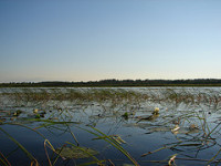 Wetland